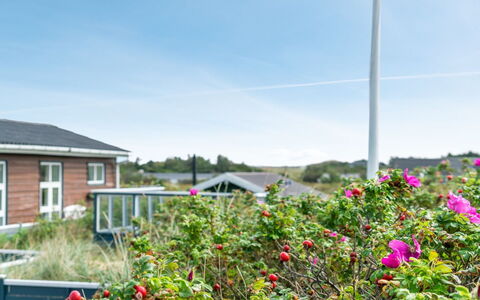 Stener - 250M from the Sea: Lucht, Bloem, Wolk, Struik, Tuin, Verblijf, Cumulus, Landscaping, Meteorologisch Verschijnsel, Rose Family