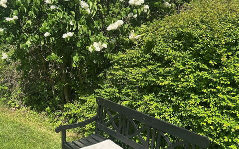 Stygge - 400M from the Sea: Blad, Struik, Tuin, Groundcover, De Lente, Woody Plant, Bloeiende Plant, Schaduw, Landscaping