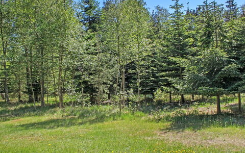 Gerarda - 4Km from the Sea: Groen, Boom, Natuurlijke Omgeving, Blad, Struik, Grasland, Plantengemeenschap, Land Lot, Woud