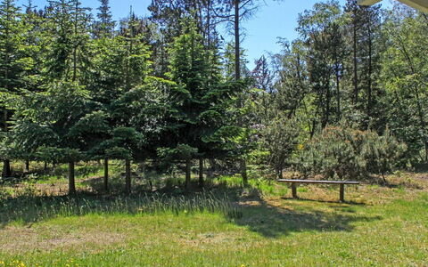 Gerarda - 4Km from the Sea: Boom, Groen, Struik, Weide, Pasture, Lariks, Bos, Evergreen