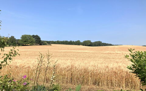 Asya - 600M from the Sea: Blauw, Struik, Verblijf, Groundcover, Tuin, Landgoed, Schaduw, Landscaping, Boerderij, Eco Hotel