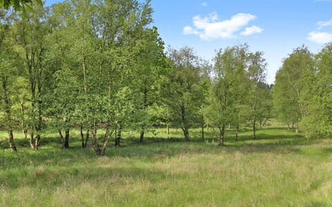 Terese - 45Km from the Sea: Plantengemeenschap, Zonlicht, Kruidachtige Plant, Tuin, Plantage, Landbouw, Boerderij