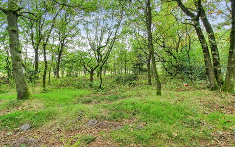 Ellica - 50Km from the Sea: Blad, Boom, Gras, Natuurlijke Omgeving, Groen, Hout, Vegetation, Afdeling, Natuurlijk Landschap, Woud
