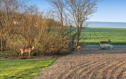Imilie - 250M to the Fjord: Dak, Huis, Land Lot, Huis, Verblijf, Landgoed, Garden Gebouwen, Schaduw, Blokhut, Landscaping