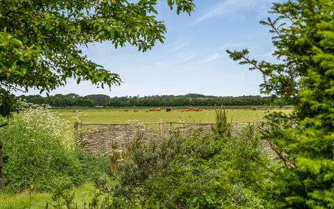 Lenard - 400M from the Sea: Boom, Groen, Natuurlijke Omgeving, Gras, Grasland, Natuurlijk Landschap, Vegetation, Struik, Plain, Zomer