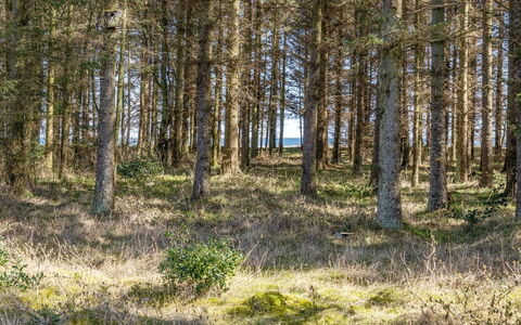 Mea - from the Sea: Blad, Natuurlijke Omgeving, Boom, Gras, Natuurlijk Landschap, Woud, Bosje, Wildernis, Ecoregio