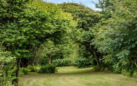 Sorja - 420M from the Sea: Blad, Groen, Natuurlijke Omgeving, Natuur, Afdeling, Vegetation, Struik, Plantengemeenschap, Tuin, Groundcover