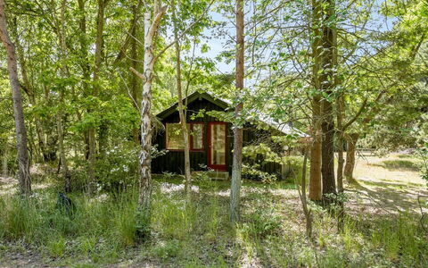 Osa - 150M from the Sea: Boom, Natuurlijke Omgeving, Natuur, Blad, Hout, Afdeling, Vegetation, Verblijf, Woud, Bos