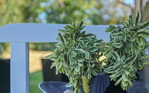 Swavi - from the Sea: Bloempot, Kamerplant, Ontwerp, Kruid