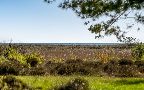 Annestine - 200M from the Sea: Plantengemeenschap, Zonlicht, Kruidachtige Plant, Tuin, Plantage, Landbouw, Boerderij