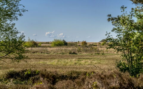 Annestine - 200M from the Sea: Plantengemeenschap, Zonlicht, Kruidachtige Plant, Tuin, Plantage, Landbouw, Boerderij