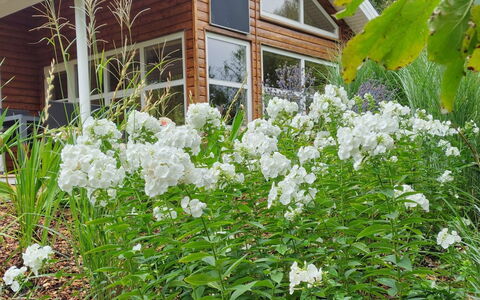 Krister - 250M to the Fjord: Bloem, Struik, Tuin, Groundcover, Bloeiende Plant, De Lente, Landscaping, Kruidachtige Plant, Backyard