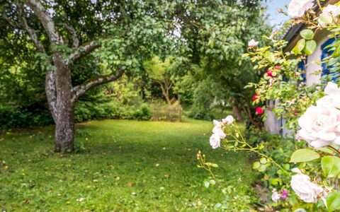 Agrippa - 30M to the Fjord: Groen, Natuur, Blad, Tuin, Struik, De Lente, Petal, Groundcover, Gazon, Zonlicht