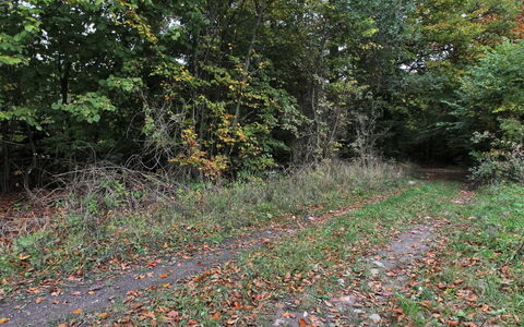 Vojo - 100M from the Sea: Dak, Huis, Land Lot, Huis, Verblijf, Landgoed, Garden Gebouwen, Schaduw, Blokhut, Landscaping