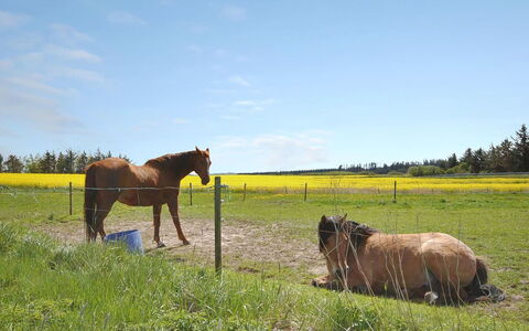 Sophia - 8Km from the Sea: Paard, Gras, Grasland, Pasture, Ecoregio, Plain, Landschap, Landelijk Gebied, Veld