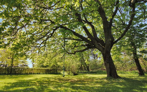 Sophia - 8Km from the Sea: Afdeling, Blad, Groen, Dag, Boom, Gras, Natuur, Natuurlijke Omgeving, Hout, Vegetation