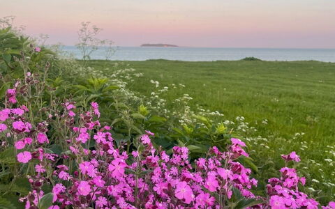 Lilla - 120M from the Sea: Bloem, Horizon, Kust En Oceanic Landvormen, Roze, Kust, Zee, Bloeiende Plant, Weide, Oceaan