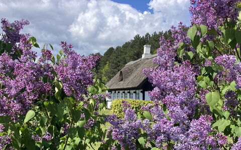 Eva - 1.5Km to the Fjord: Bloem, Struik, Verblijf, Groundcover, De Lente, Tuin, Bloeiende Plant, Purper, Wildflower, Boerderij