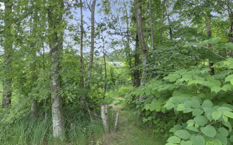 Gerasim - 400M from the Sea: Blad, Natuurlijke Omgeving, Vegetation, Woud, Plantengemeenschap, Jungle, Natuurgebied, Noord Hardhoutbos, Bos, Trunk