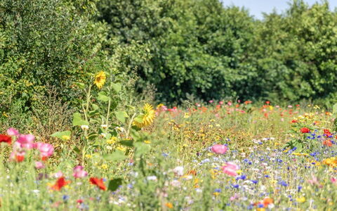 Richard - 4Km from the Sea: Gras, Grasland, Landschap, Ecoregio, Plain, Plantengemeenschap, Land Lot, Buitenmeubels, Prairie, Shrubland