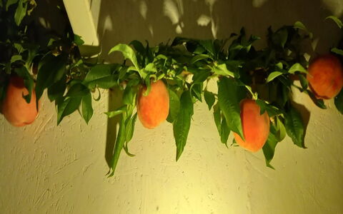 Hartvig - 800M from the Sea: Fruit, Produceren, Oranje, Natuurlijke Voedingsmiddelen, Voedsel