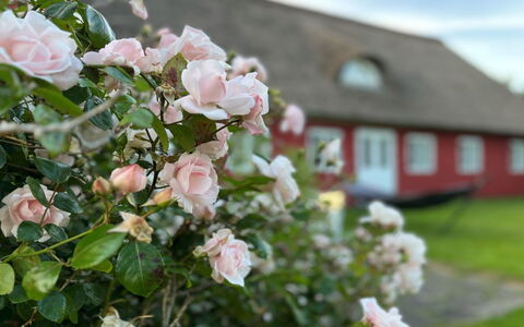 Kielo - 10Km from the Sea: Blauw, Struik, Verblijf, Groundcover, Tuin, Landgoed, Schaduw, Landscaping, Boerderij, Eco Hotel
