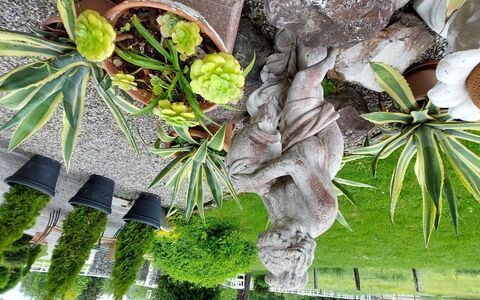 Velden am Wörthersee 37: Fabriek, Blad, Afdeling, Plantendiversiteit, Arecales, Vegetation, Boom, Takje, Trunk, Woody Plant