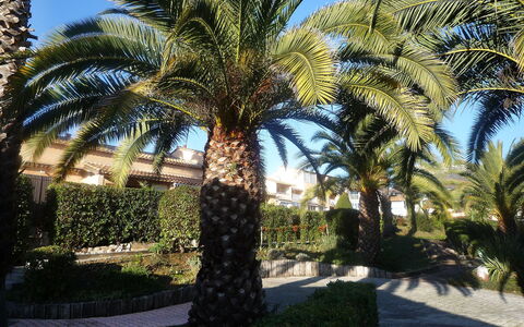 Le Jardin de Matisse: Boom, Dadelpalm, Palmboom, Arecales, Elaeis, Attalea Speciosa, Fabriek, Eigendom, Woody Plant, Plantendiversiteit