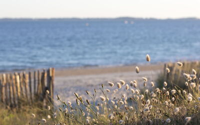 Les Eiders