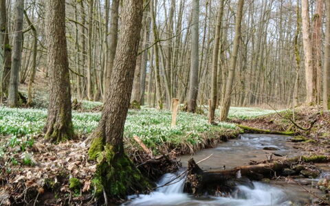 Lesní Plovárna B3: Water, Fabriek, Boom, Afdeling, Natuurlijk Landschap, Hout, Vergankelijk, Trunk, Woody Plant