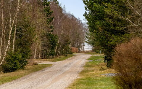Florida - from the Sea: Weg, Blad, Boom, Gras, Natuurlijk Landschap, Weg Oppervlak, Vegetation, Doorgang, Trail, Struik