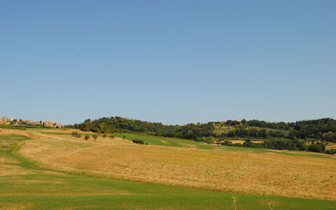 Lina - Podere Ribatti - Casole D'elsa, Toscana: Lucht, Fabriek, Natuurlijk Landschap, Helling, Boom, Landbouw, Plain, Bergachtig Landvormen, Gras, Grasland