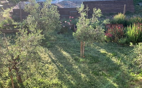 Lina - Podere Ribatti - Casole D'elsa, Toscana: Fabriek, Plantengemeenschap, Natuurlijk Landschap, Boom, Land Lot, Venster, Gras, Voertuig, Grasland, Groundcover
