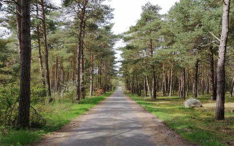 Helmi - 1Km from the Sea: Boom, Natuurlijke Omgeving, Blad, Hout, Weg, Woud, Trail, Wildernis, Doorgang, Bos