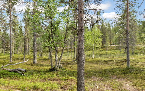 Saariselän Waskooli a: Hout, Verblijf, Blokhut, Woud, Schuur, Garden Gebouwen, Lariks, Bos, Beits