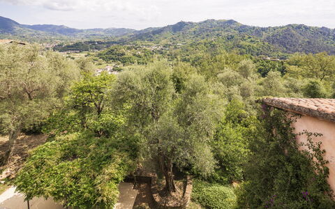 La Casa Dei Limoni, Camaiore, Pet Friendly, Wifi: Boom, Blad, Natuur, Natuurlijke Omgeving, Vegetation, Afdeling, Heuvel, Landelijk Gebied, Plantengemeenschap, De Lente