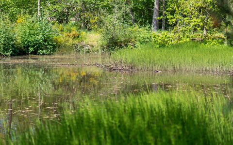 Smilla - 300M from the Sea: Groen, Water, Moeras, Natuurlijke Omgeving, Natuur, Vegetation, Natuurlijk Landschap