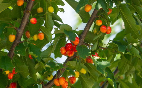 Villa Škavre: Fabriek, Bloem, Fruit, Boom, Blad, Natuurlijke Voedingsmiddelen, Afdeling