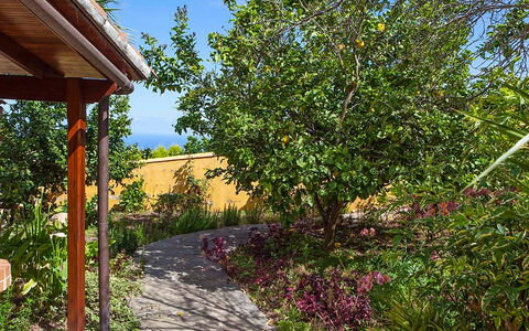 La Orotava 150: Boom, Eigendom, Vegetation, Onroerend Goed, Fabriek, Huis, Plantkunde, Tuin, De Lente, Blad