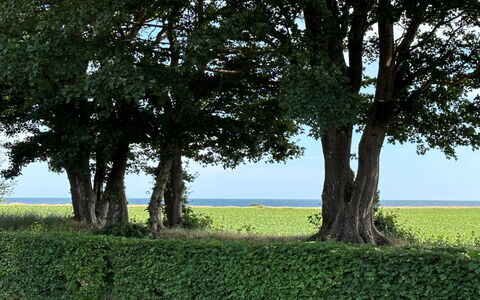 Francis - 300M from the Sea: Hout, Dak, Architectuur, Huis, Huis, Verblijf, Siding, Hardwood, Helling, Landgoed