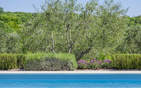 Claudia: Water, Fabriek, Plantengemeenschap, Lucht, Natuurlijk Landschap, Land Lot, Bloem, Landschap, Groundcover, Struik