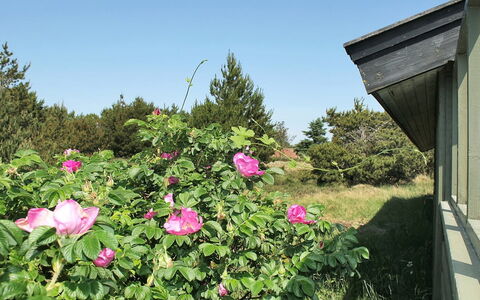 Srebrenka - 1.2Km from the Sea: Bloem, Petal, Struik, Roze, Bloeiende Plant, Groundcover, Rose Family, Tuin, De Lente
