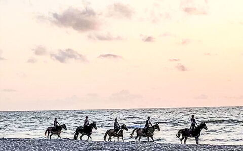 Zacisze Bałtyku: Paard, Recreatie, Zee, Oceaan, Groeps Dier, Strand, Vee
