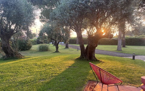 Villapronti: Fabriek, Atmosfeer, Blad, Natuurlijk Landschap, Afdeling, Boom, Vegetation, Gras, Zonlicht