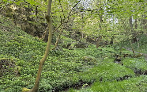 Makrina - 150M from the Sea: Groen, Natuurlijke Omgeving, Hout, Vegetation, Woud, Plantengemeenschap, Wildernis, Groundcover, Jungle