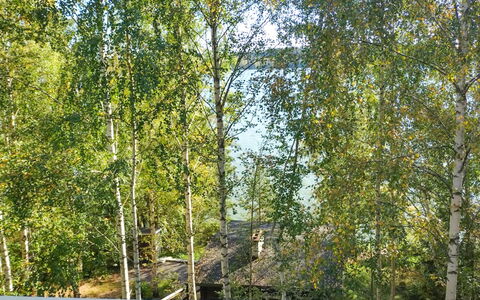 Villa Iloinen: Blad, Afdeling, Trunk, Woody Plant, Takje, Zonlicht, Berk, Bosje, Bos