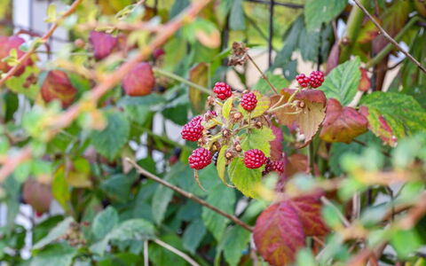 Kalli - 100M from the Sea: Fruit, Groen, Produceren, Voedsel, Ingrediënt