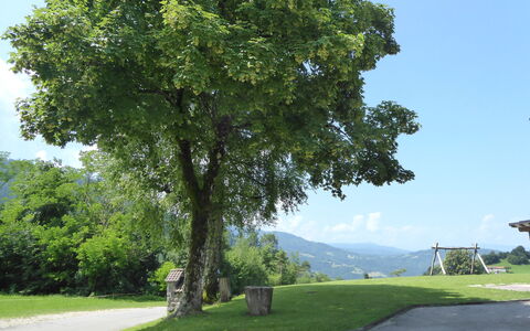 Baita Tersilia Mountain And Lake, Veneto: Boom, Blad, Woody Plant, Evergreen