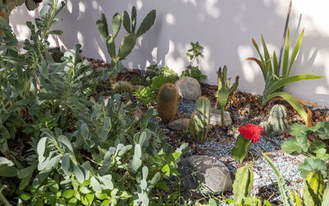 Egner- Apt.panorama: Plantengemeenschap, Tuin, Bloeiende Plant, Landscaping, Botanische Tuin, Cactus, Vetplant