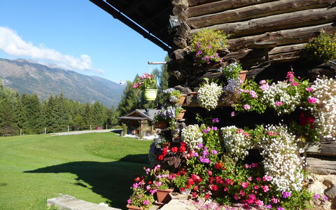 Baita Mountain View Pale San Martino: Bloem, Petal, Struik, Tuin, De Lente, Bergketen, Bloemisterij, Bloeiende Plant, Heuvel Station, Alpen